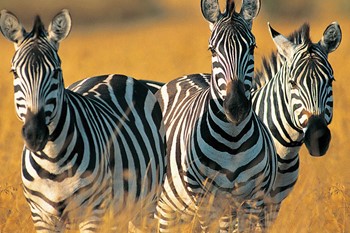 Arusha National Park photo